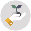 A sapling on a hand